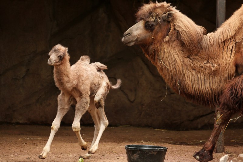 Новорожденный верблюд (42 фото)