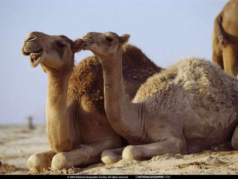 New born Camel