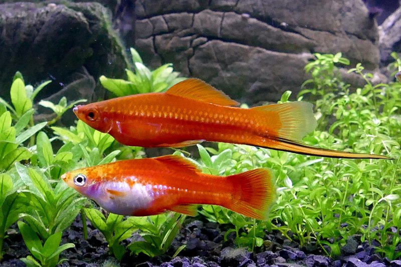Зелёный меченосец Xiphophorus hellerii