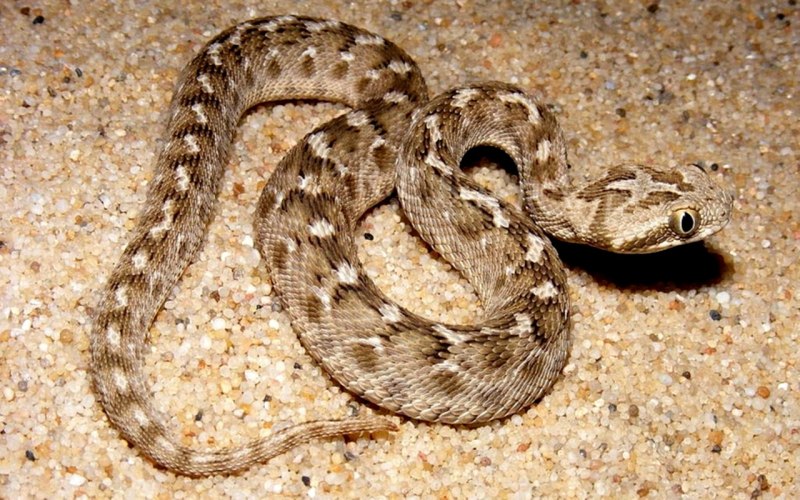 Echis carinatus – Песчаная Эфа