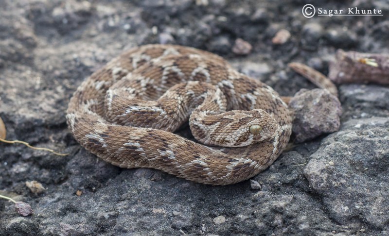 Daboia russelii