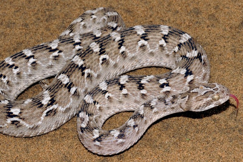 Deadly Viper Snake