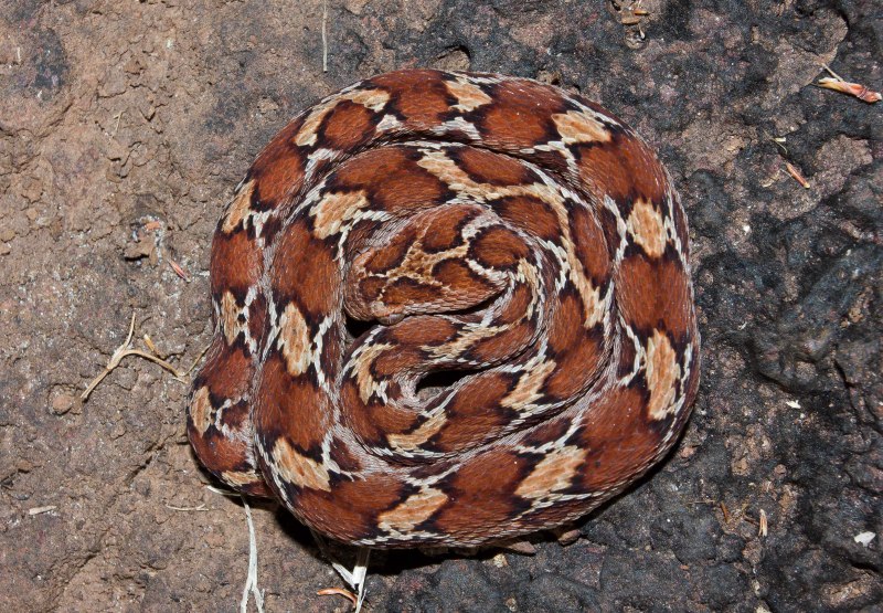 Echis carinatus – Песчаная Эфа