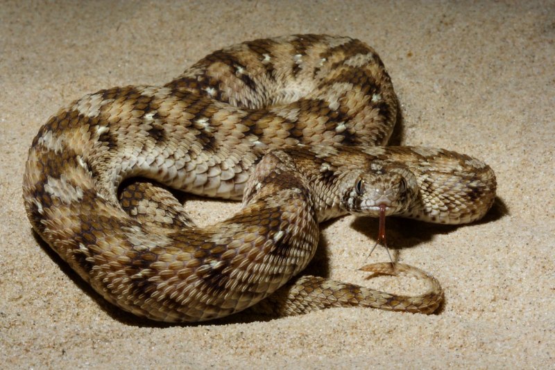 Змея эфа (58 фото)