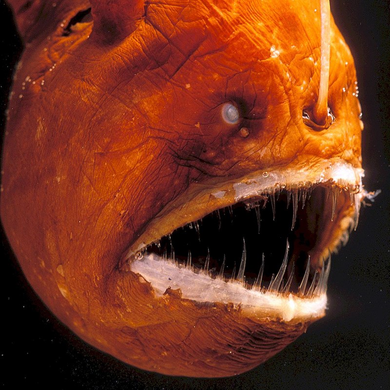 Ostracion cubicus