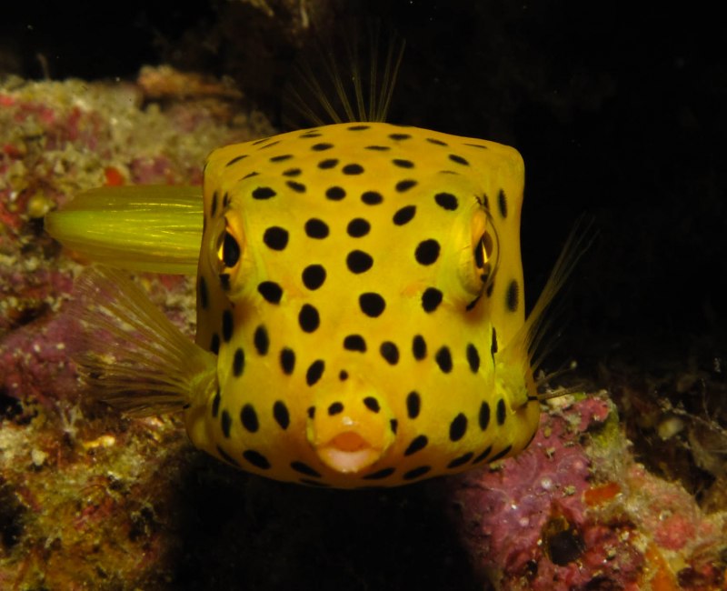 Ostracion cubicus