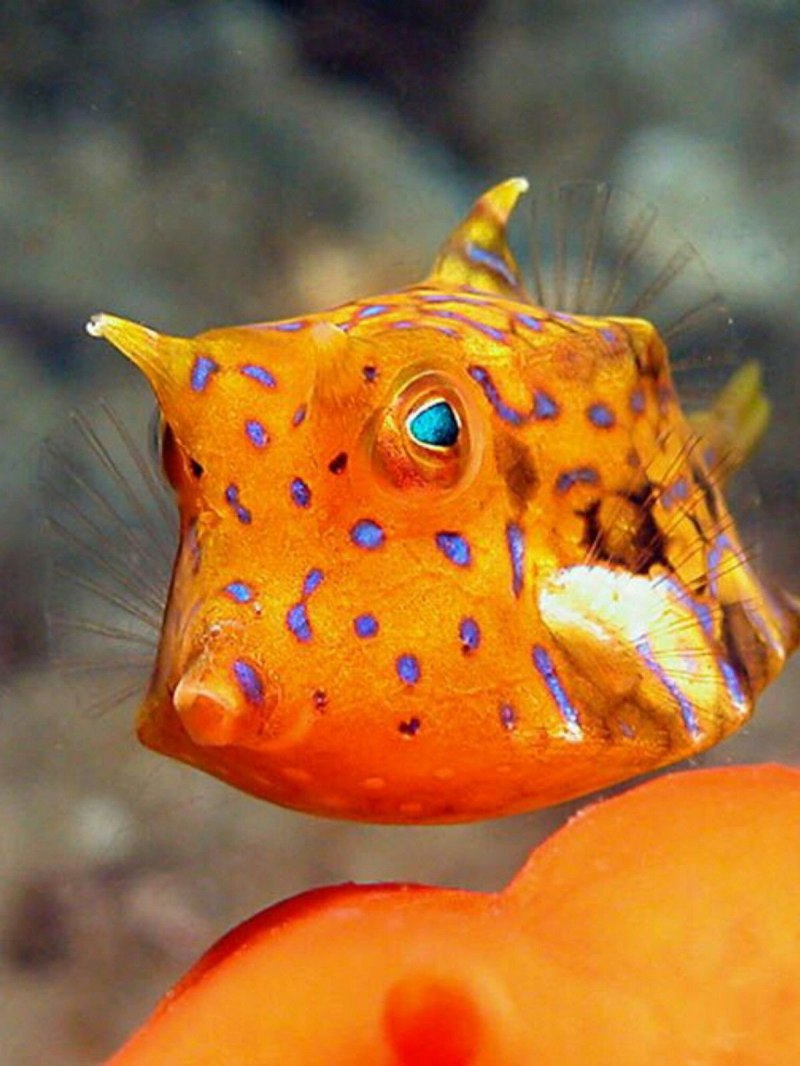 Ostracion cubicus
