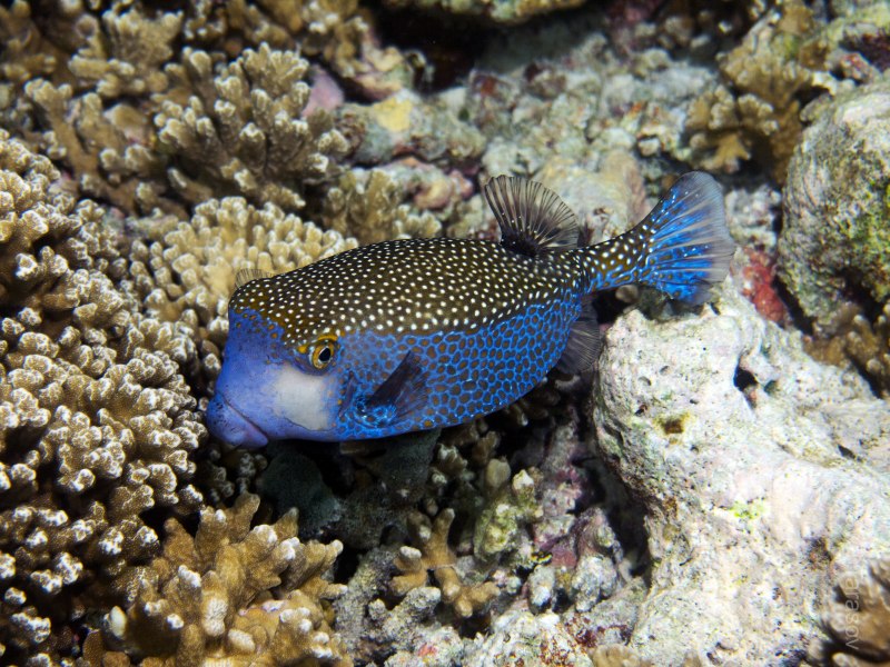 Ostracion cubicus