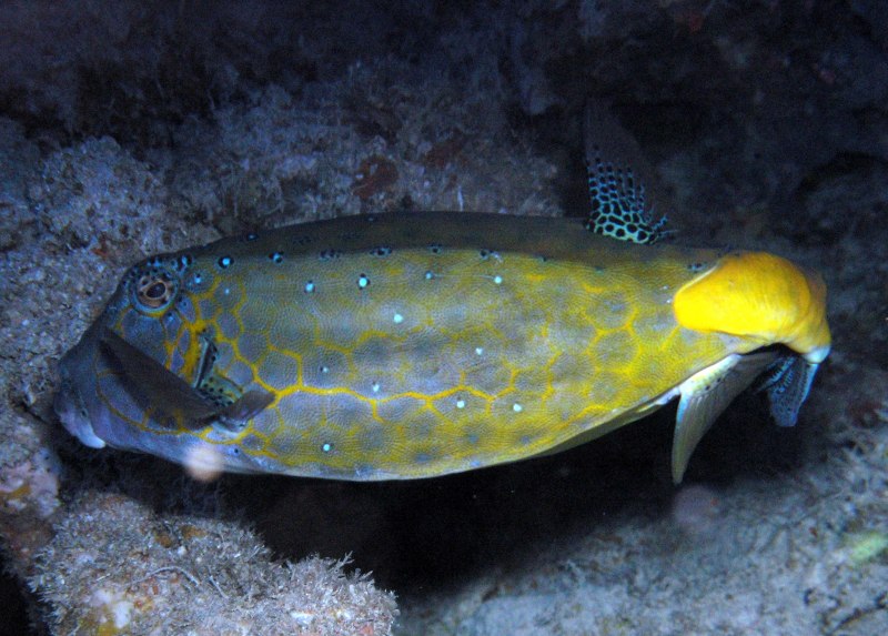 Tosia neossia