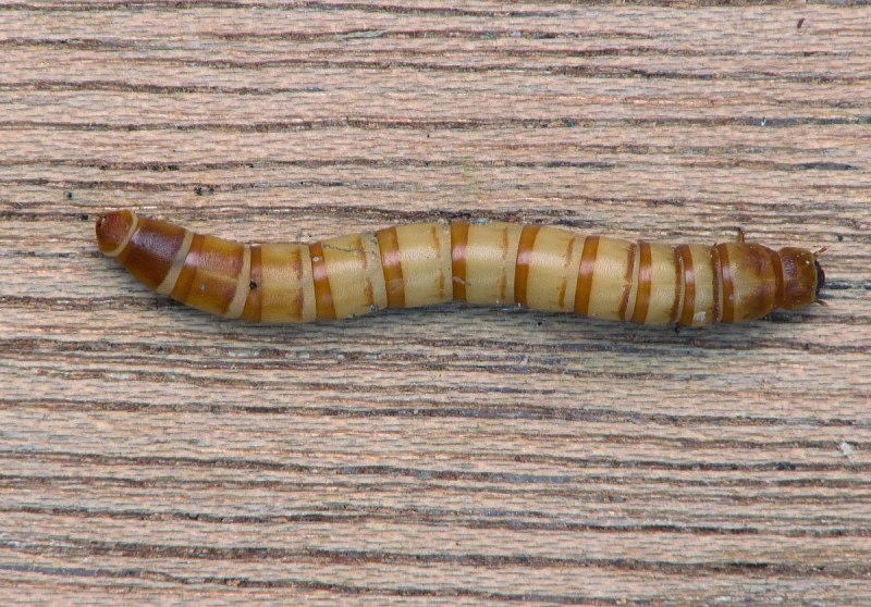 Tenebrio Molitor личинка