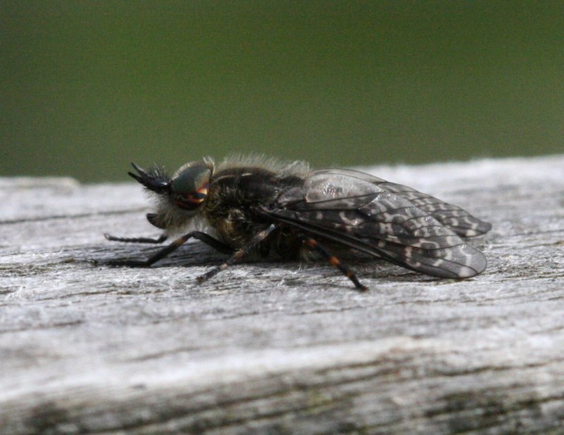 Tabanus sudeticus