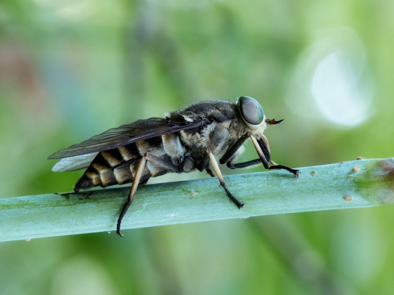 Слепень Tabanus