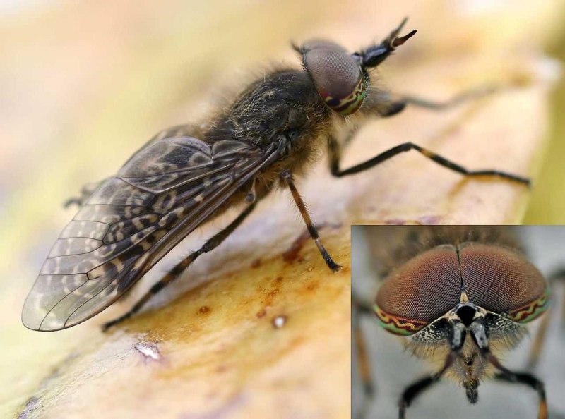 Haematopota Pluvialis