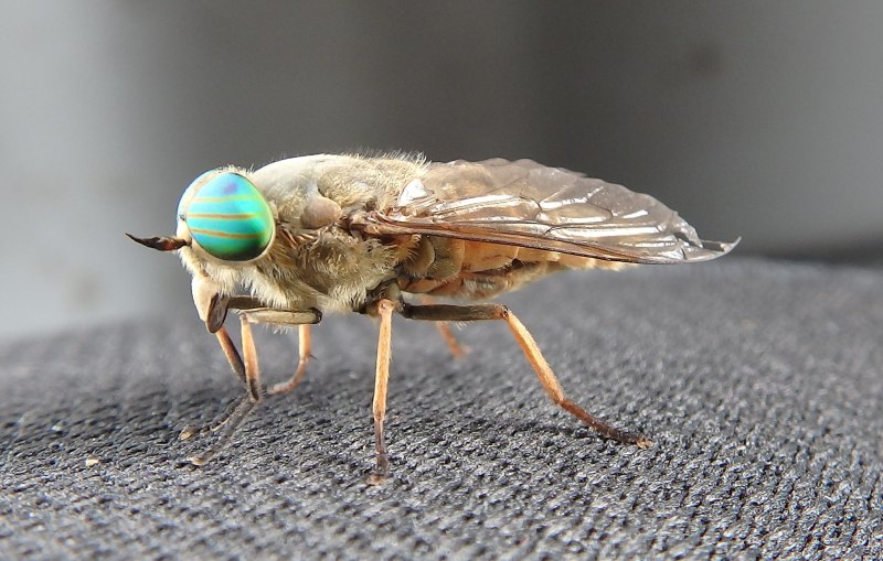Слепень полуденный Hybomitra bimaculata