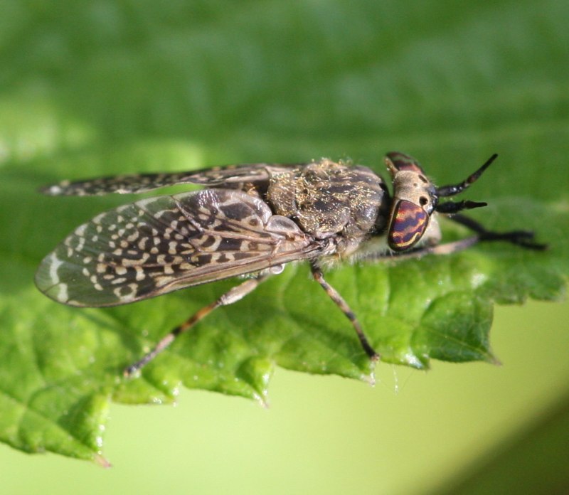 Дождевка обыкновенная Haematopota Pluvialis