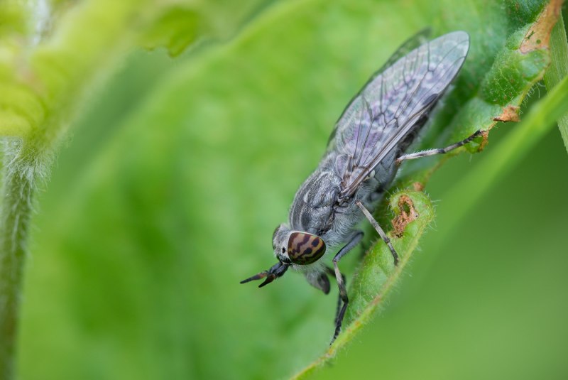 Haematopota Pluvialis