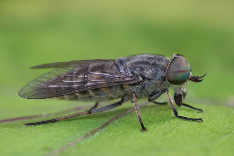 Слепни Haematopota