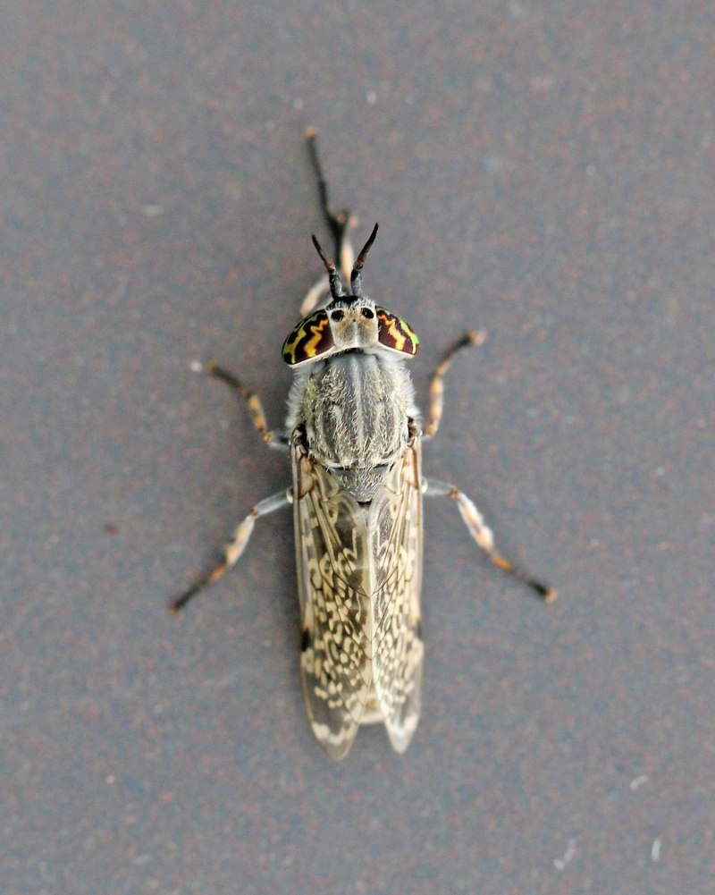 Дождевка обыкновенная Haematopota Pluvialis