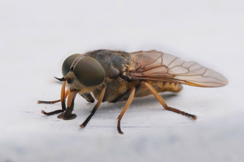 Tabanus Indra