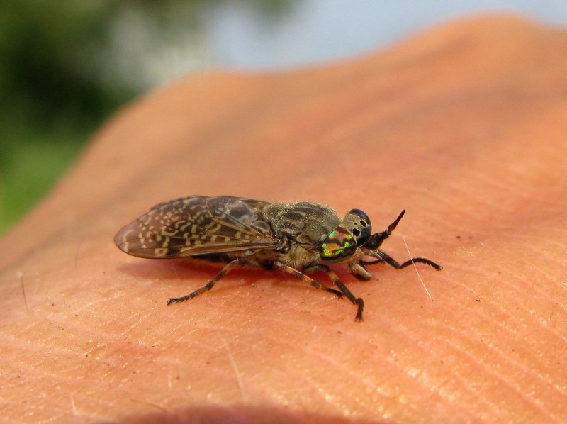 Дождевка обыкновенная Haematopota Pluvialis
