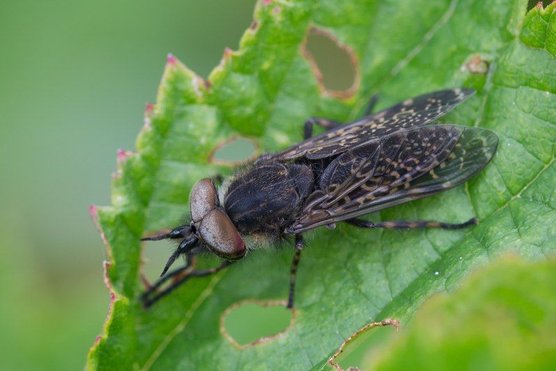 Дождевка обыкновенная Haematopota Pluvialis
