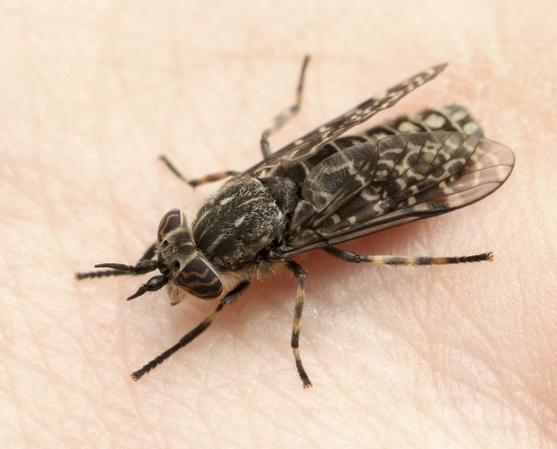 Дождевка обыкновенная Haematopota Pluvialis