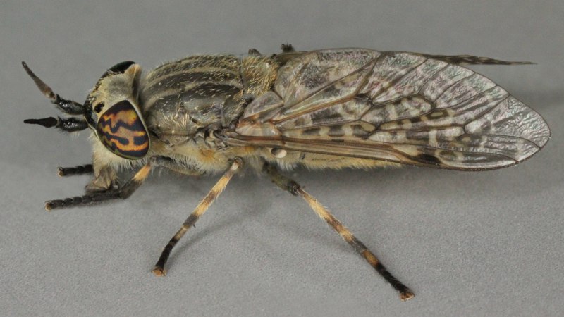 Дождевка обыкновенная Haematopota Pluvialis