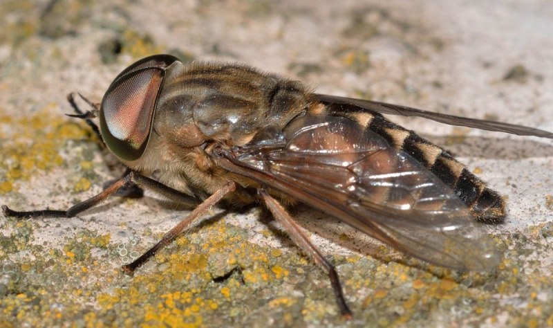 Слепни (Tabanidae)