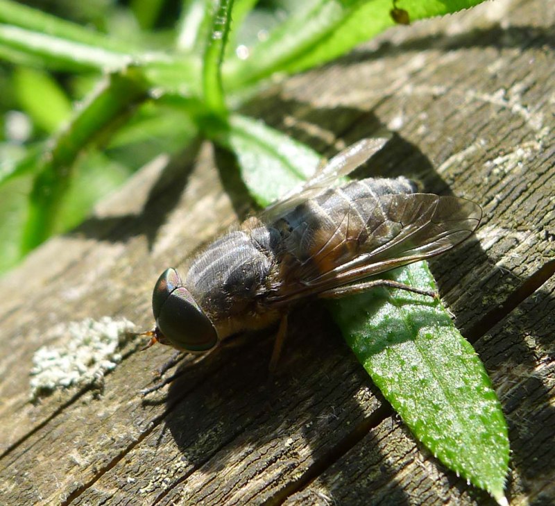 Слепень Tabanus chrysurus