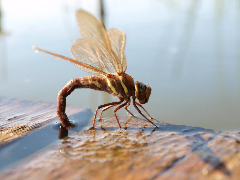 Aeschna Grandis