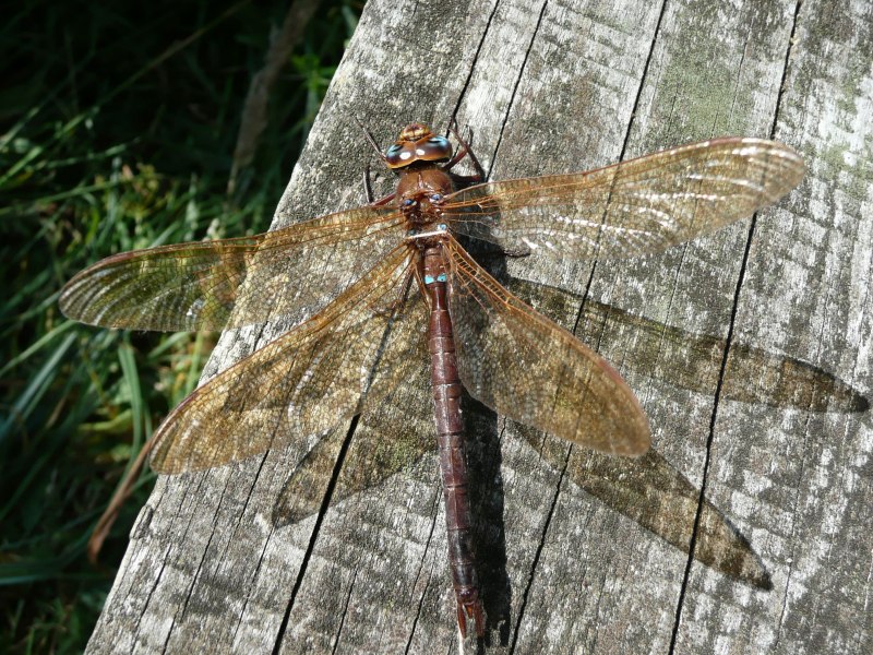 Aeshna Grandis