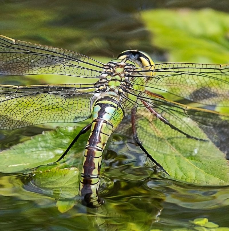 Aeshna caerulea