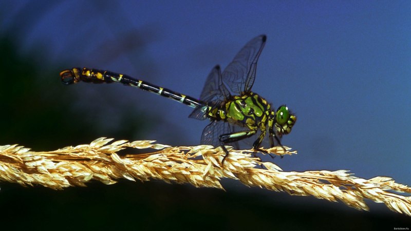 Anaciaeschna isoceles