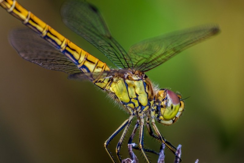 Aeshna affinis