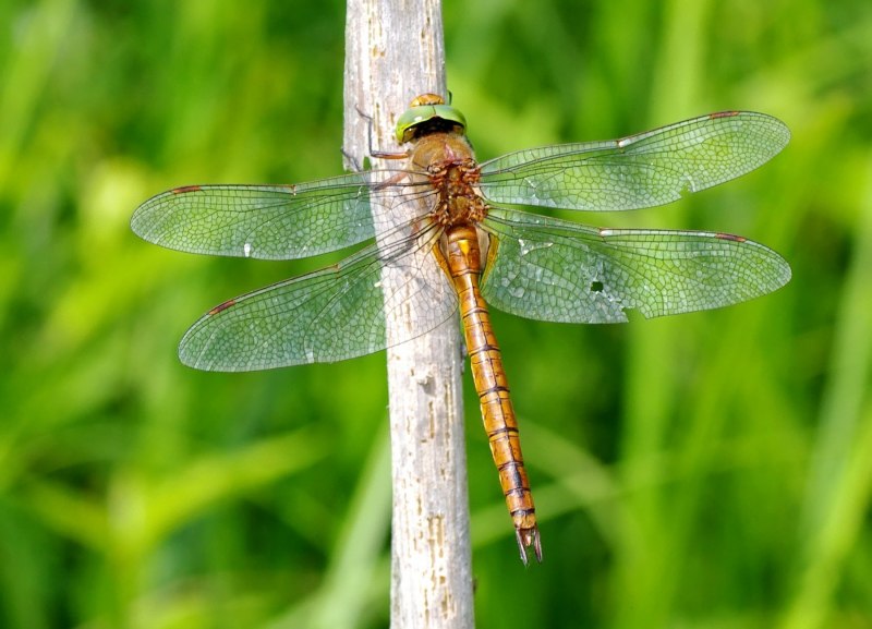 Aeshna cyanea