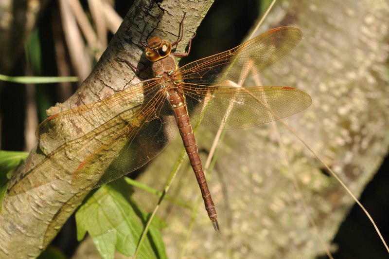 Aeshna juncea