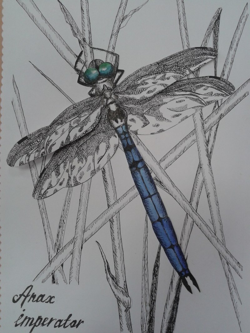 Aeshna Grandis