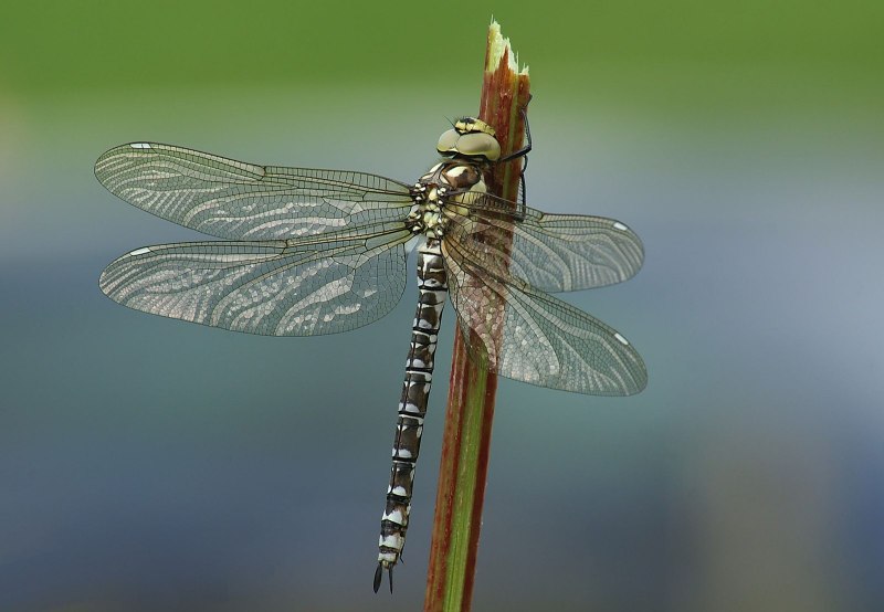Leucorrhinia albifrons