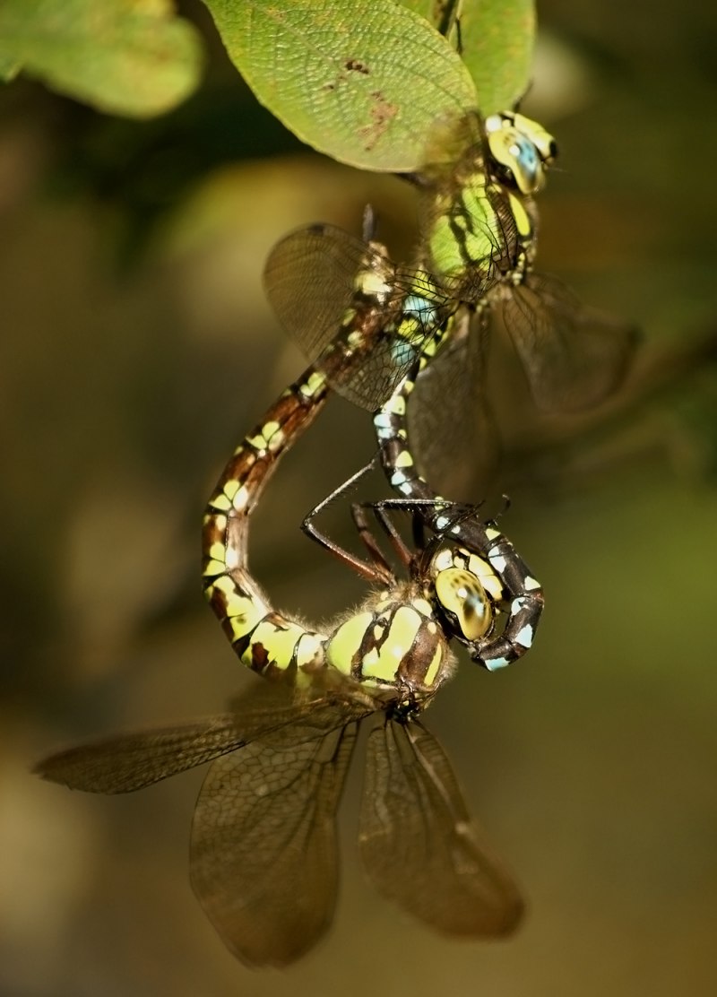 Aeshna Grandis - коромысло большое