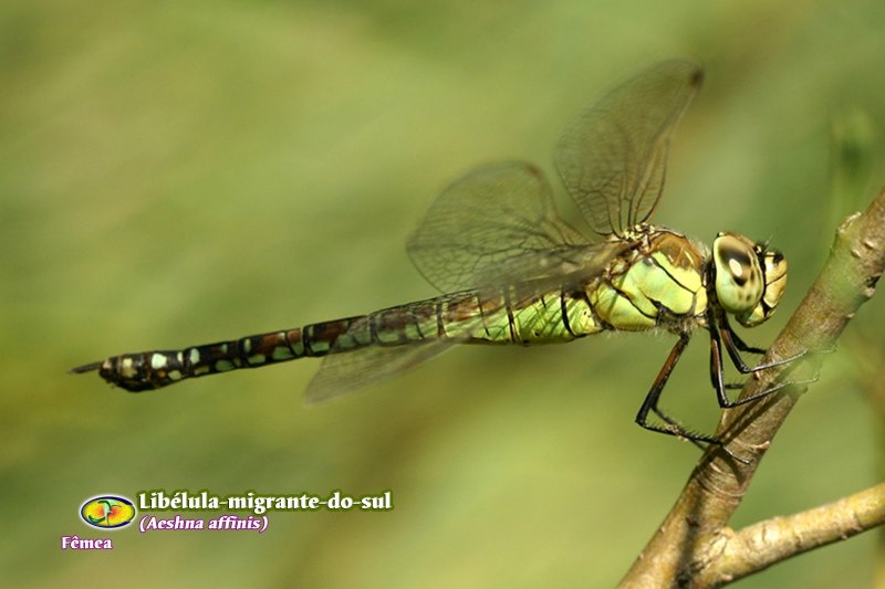 Aeschna Grandis