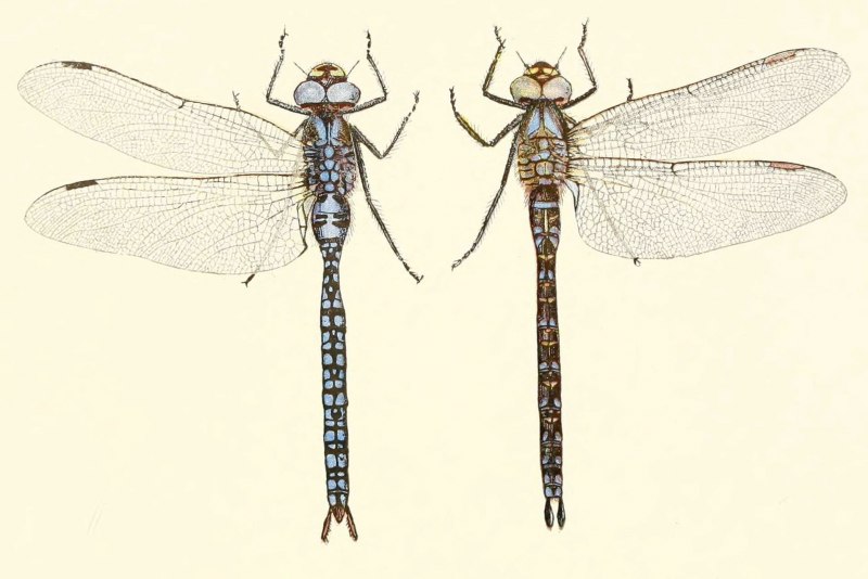 Libelle Стрекоза