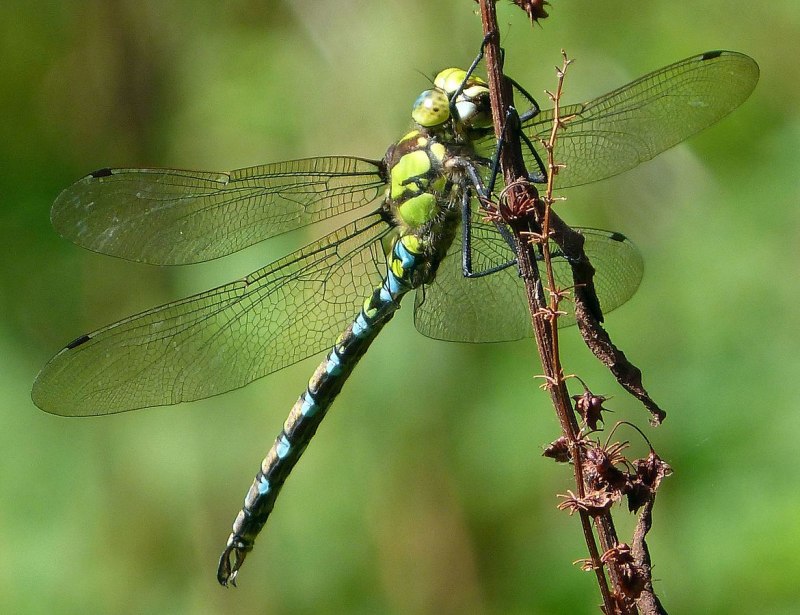 Aeshna affinis Dragonfly