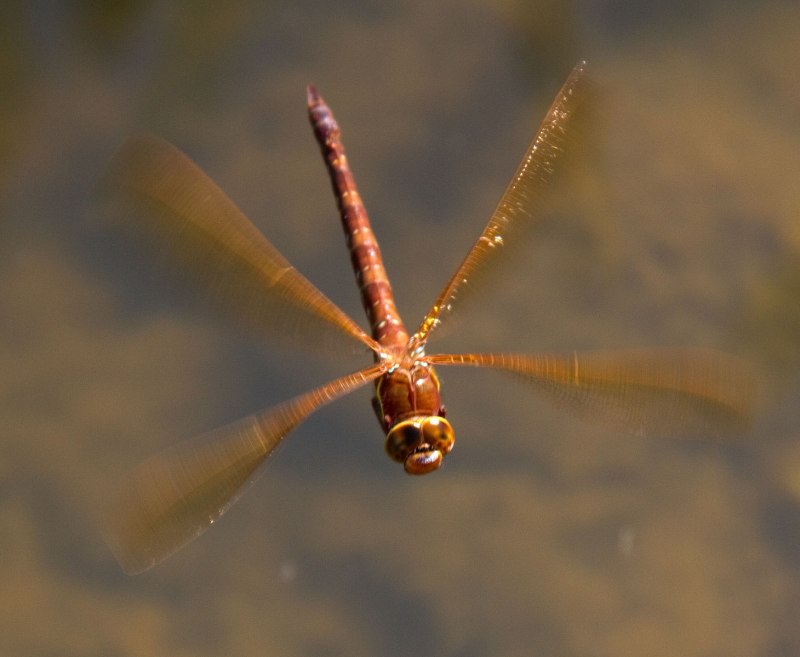 Коромысло большое (Aeschna Grandis)