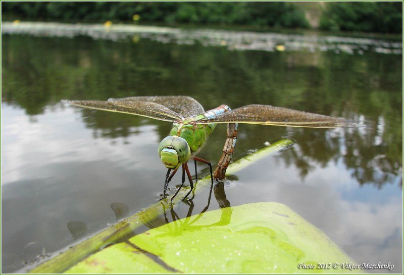 Aeshna juncea-коромысло голубое
