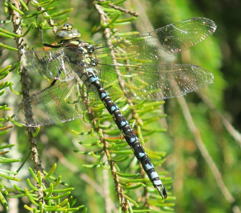 Aeshna cyanea