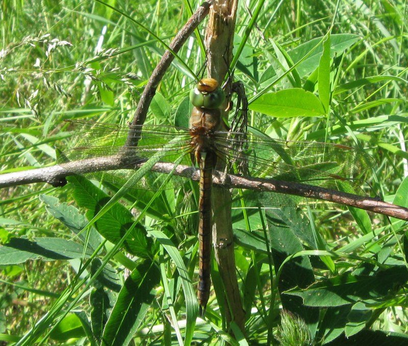 Aeshna juncea-коромысло голубое