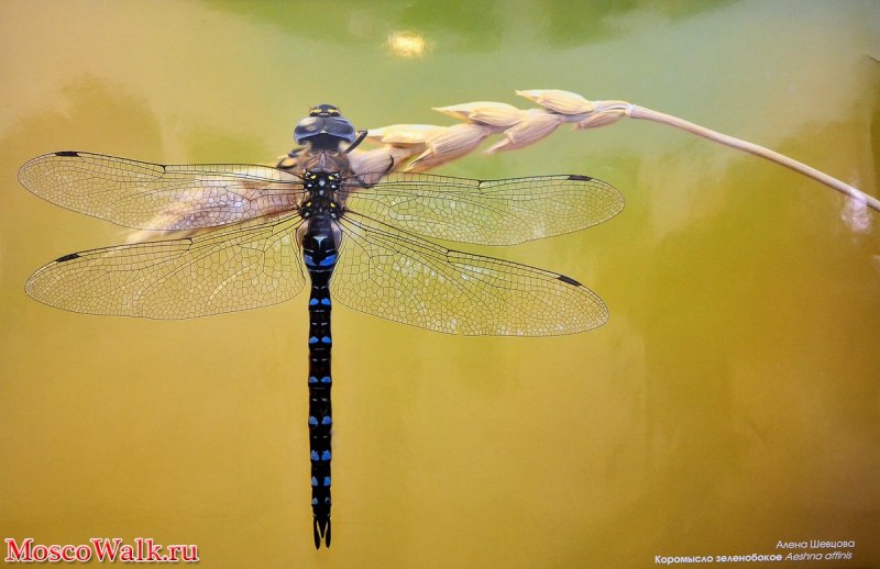 Коромысло большое (Aeschna Grandis)
