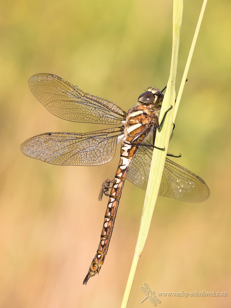 Aeshna Grandis - коромысло большое