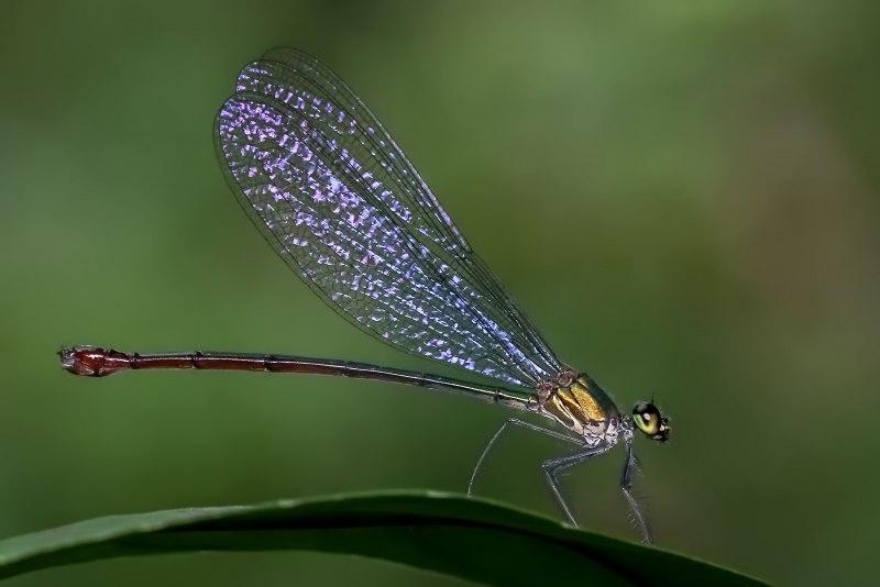Brachytron pratense