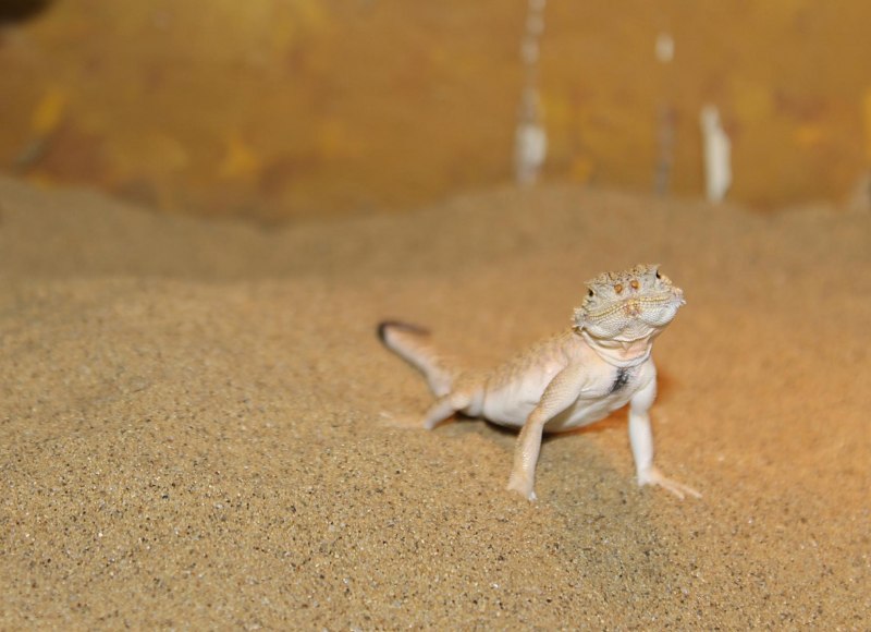 Круглоголовка-вертихвостка Phrynocephalus guttatus